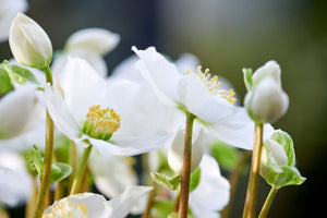 Helleborus een winters sierraad